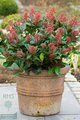 Skimmia Japonica